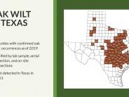Texas Oak Wilt Presentation