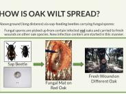 Texas Oak Wilt Presentation