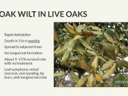 Texas Oak Wilt Presentation