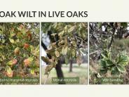 Texas Oak Wilt Presentation
