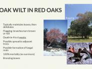 Texas Oak Wilt Presentation