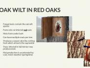 Texas Oak Wilt Presentation