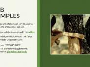 Texas Oak Wilt Presentation