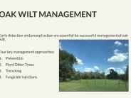 Texas Oak Wilt Presentation