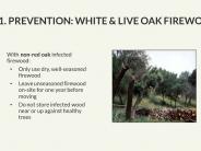 Texas Oak Wilt Presentation