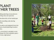 Texas Oak Wilt Presentation